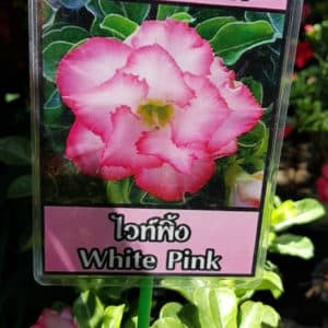 Adenium obessum 'White Pink'