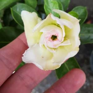 Adenium obessum 'White Rose'