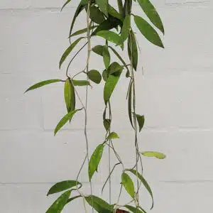 Buy Hoya scortechinii (SP001) large plant online