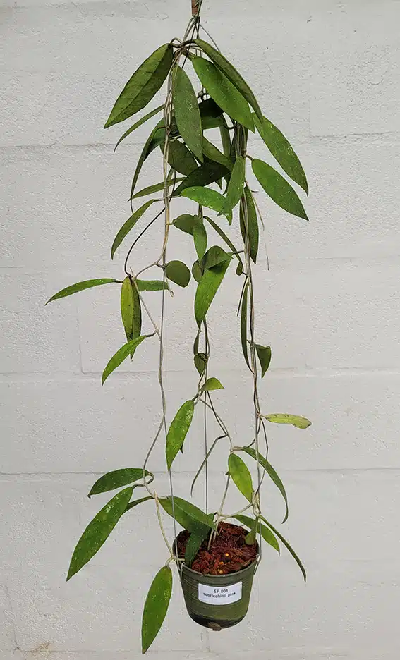 Buy Hoya scortechinii (SP001) large plant online