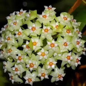 Hoya acuta green flowers online store