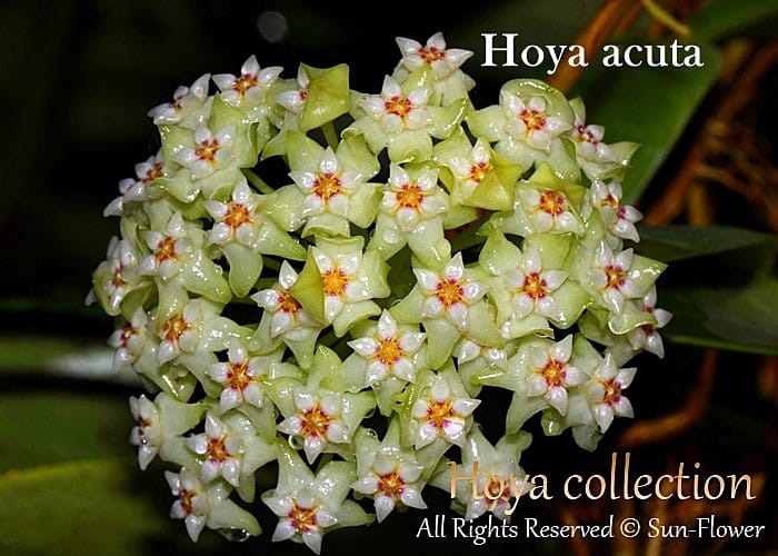 Hoya acuta green flowers
