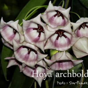 Hoya archiboldiana white