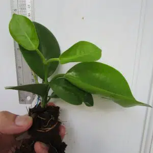 Hoya australis ssp. australis