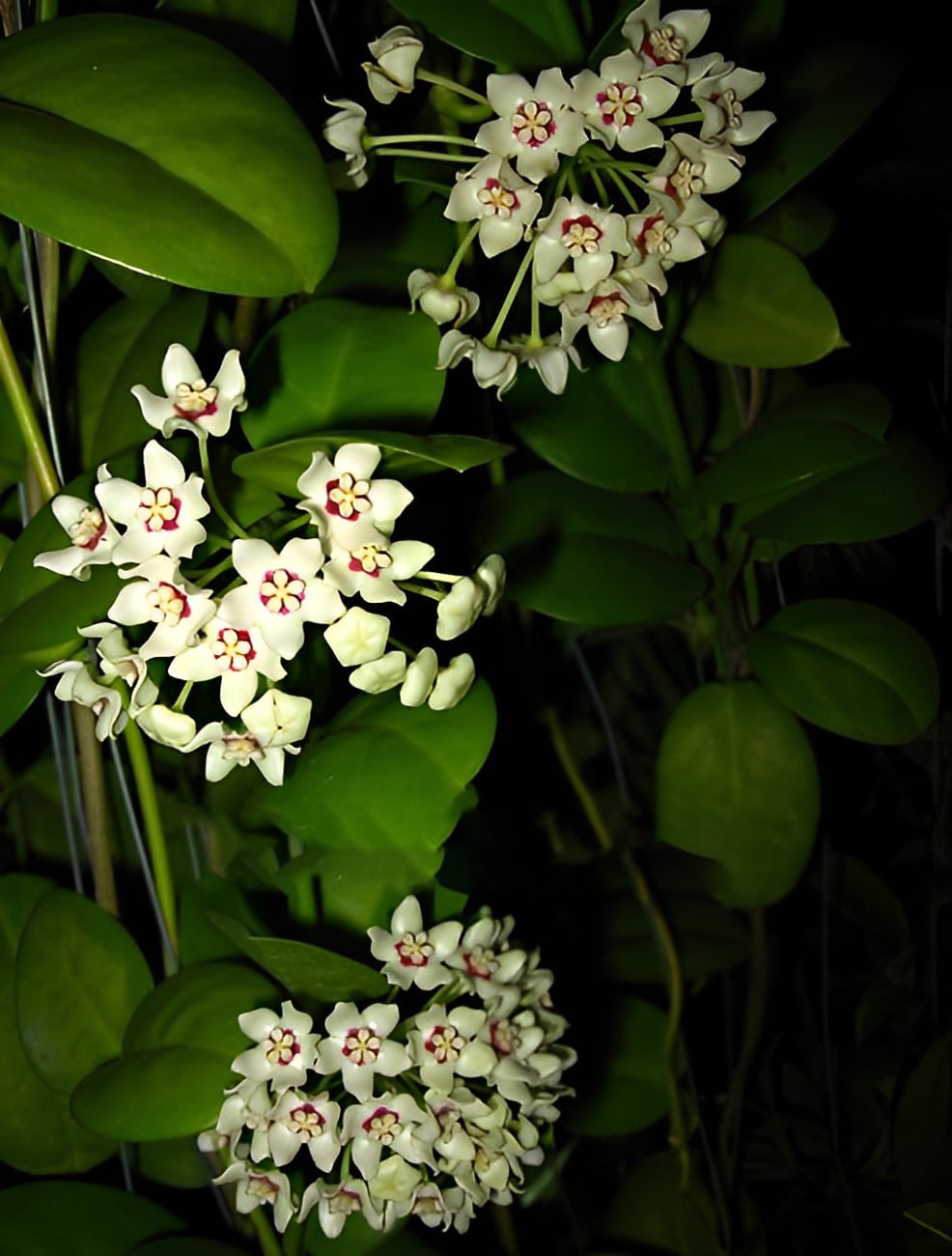 Hoya australis ssp. australis online store