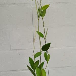Hoya australis ssp. rupicola large plant for sale