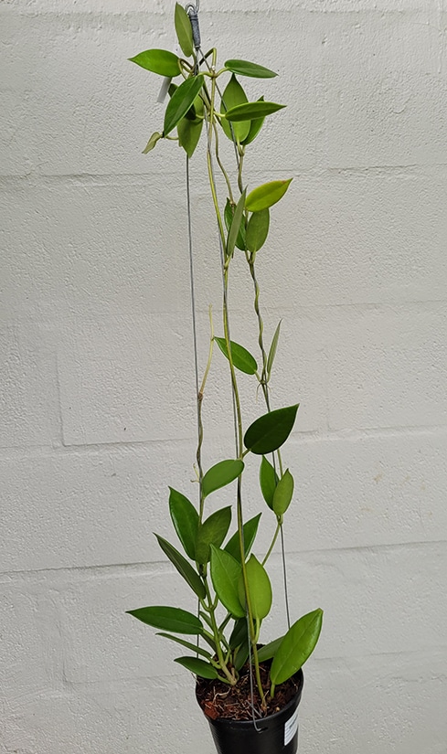 Hoya australis ssp. rupicola large plant for sale