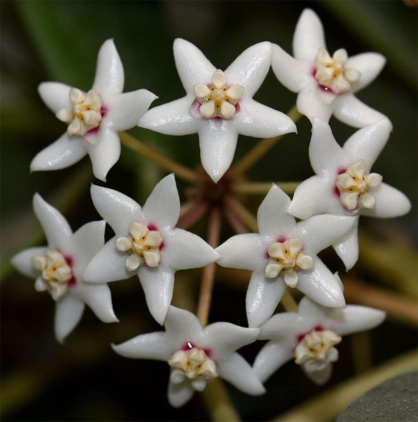 hoya australis rupicola flowers