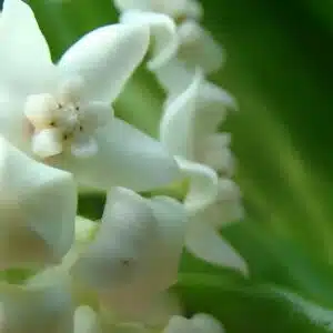 Hoya australis ssp. oramicola online store