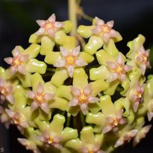 Hoya balaensis 'Splash'