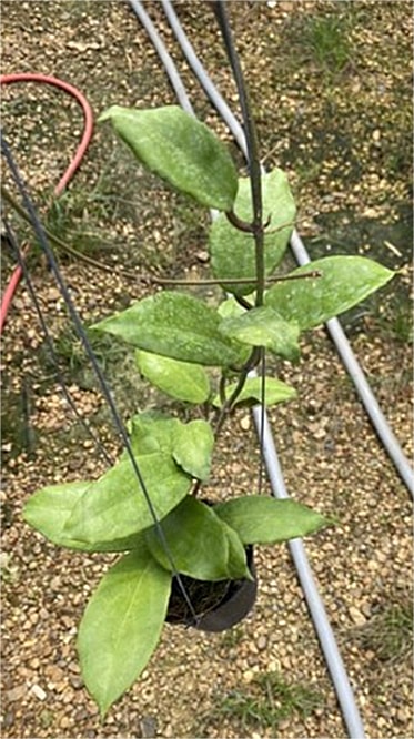 Hoya bicolor large plant for sale
