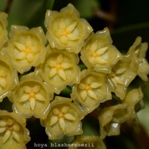 Hoya blashernaezii