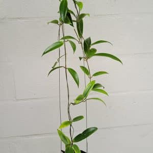 Hoya blashernaezii large plant for sale