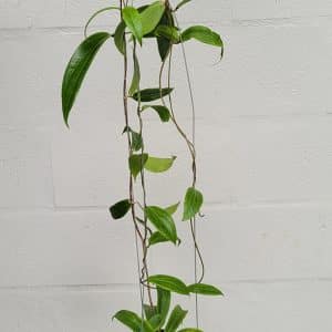 Hoya bordenii large plant for sale