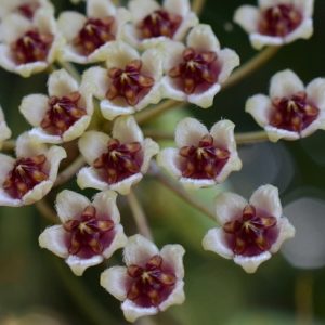 Hoya brevialata