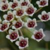 Buy Hoya brevialata online