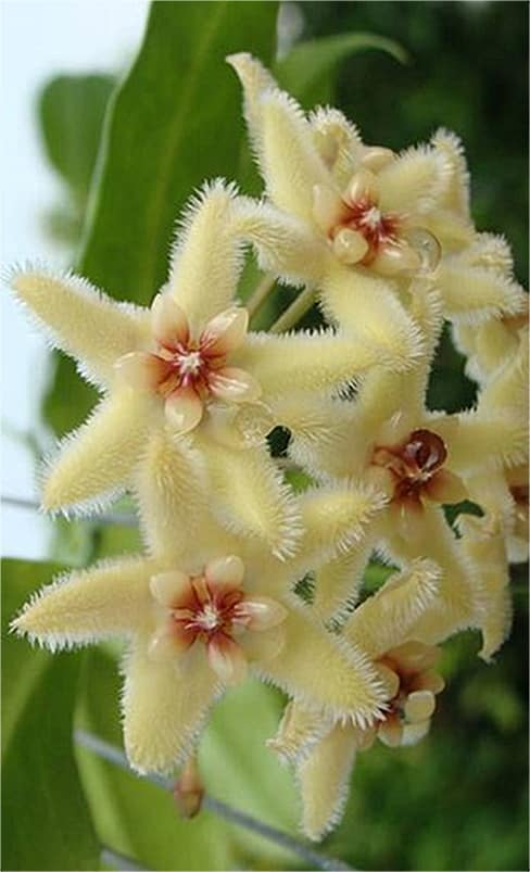 Hoya buotii flowering