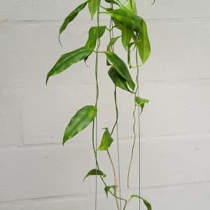 Hoya buotii 'Sunrise' large plant for sale