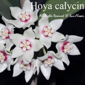 Hoya calycina