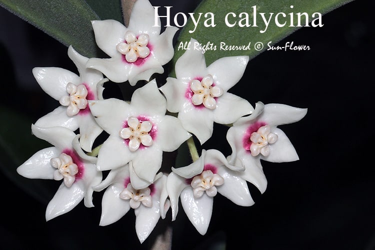 Hoya calycina