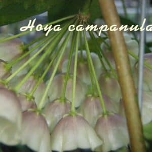 Floweing Hoya campanulata