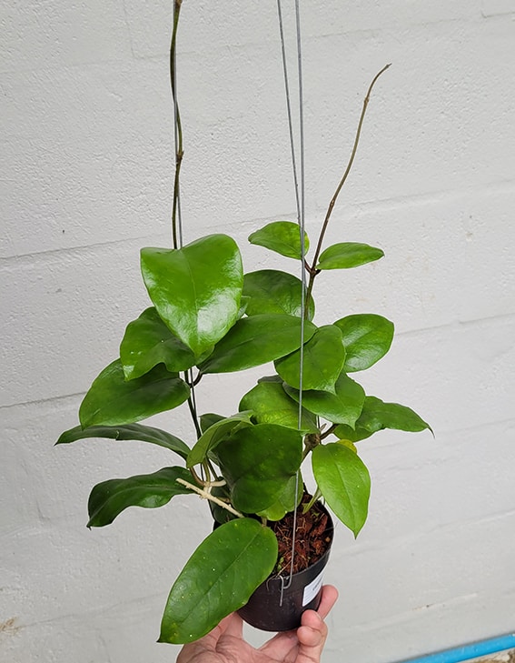 Hoya cardiophylla large plant online