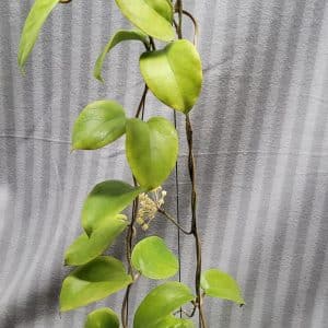Hoya cardiophylla large plant