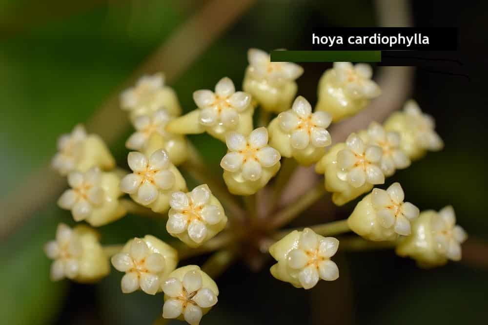 Hoya cardiophylla flowering