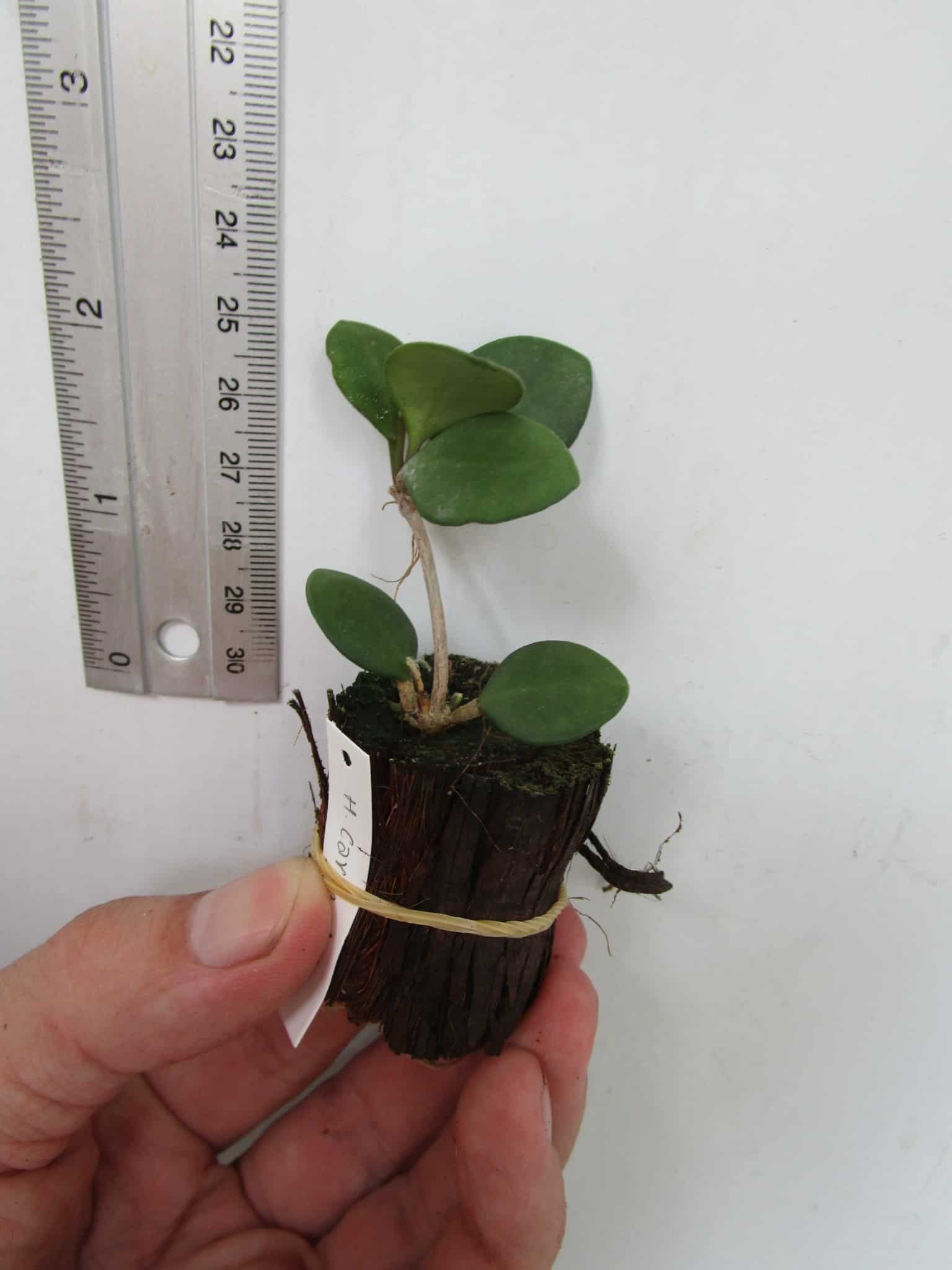 Hoya carmelae