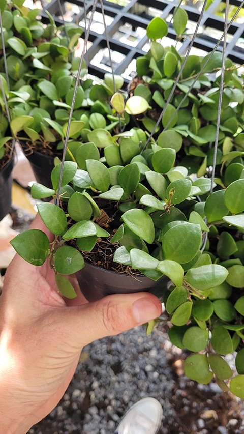 Hoya carmelae large plant for sale