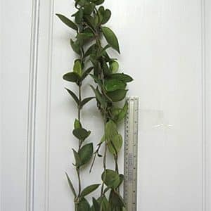 Hoya carnosa 'Chelsea' large plant