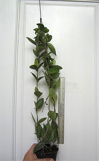 Hoya carnosa 'Chelsea' large plant