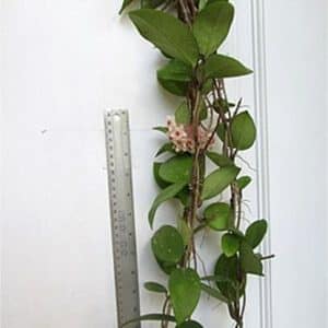 Hoya carnosa 'Snowball' large plant