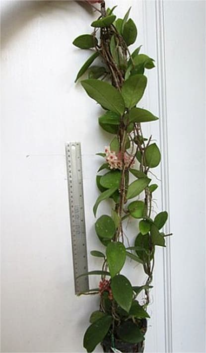 Hoya carnosa 'Snowball' large plant
