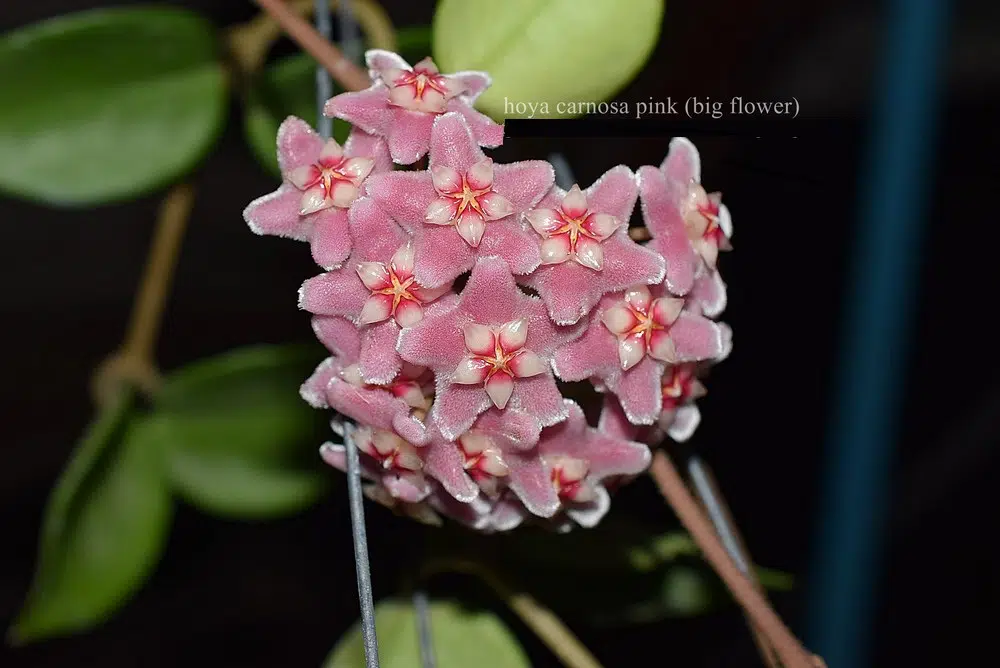 Hoya carnosa 'Pink big flower'