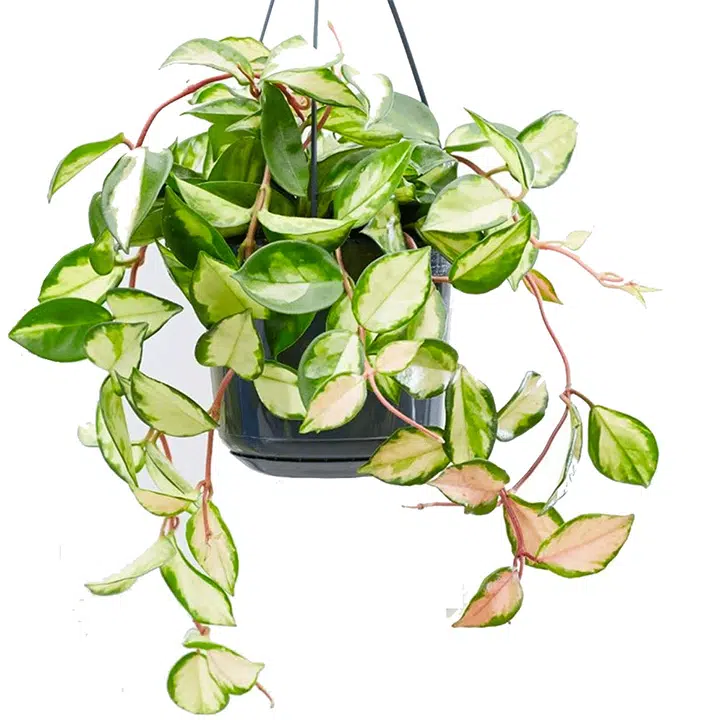 Hoya carnosa 'Tricolor' variegated