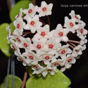 Hoya carnosa var. white