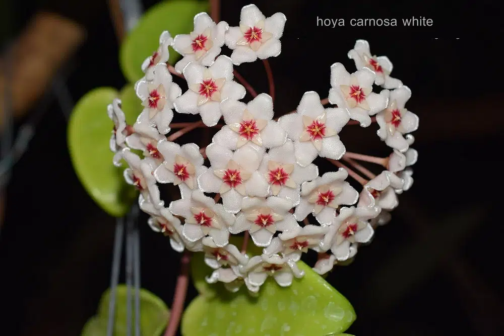Hoya carnosa var. white