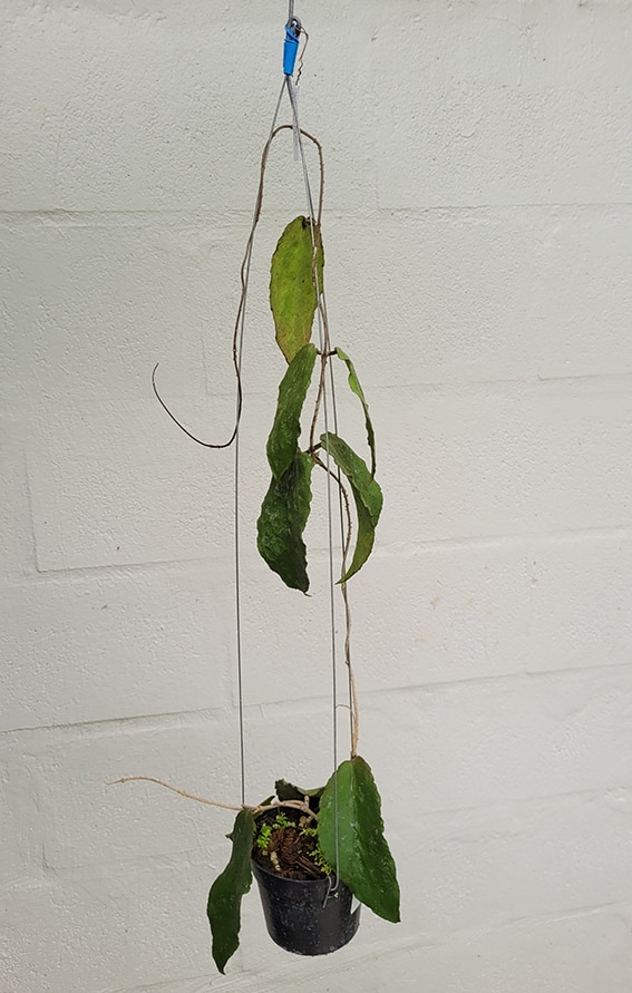 Hoya caudata 'Green Leaves' large plant