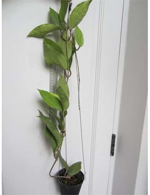 Hoya cinnamomifolia (LS selection)