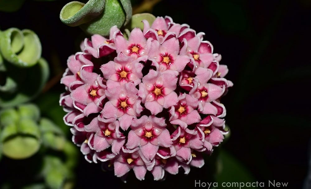 Hoya compacta 'New'