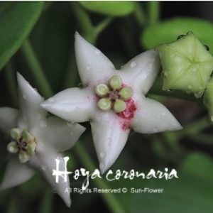 Hoya coronaria