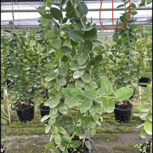 Hoya cummingiana large plant for sale