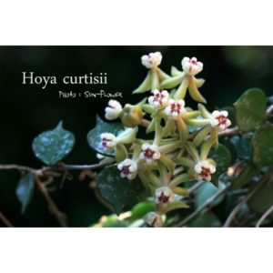 Hoya curtisii