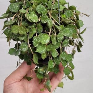 Hoya curtisii large plant