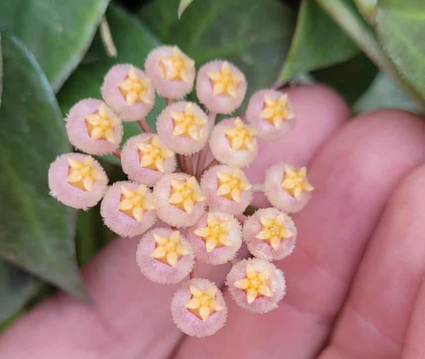 Hoya 'Sunrise' flowers