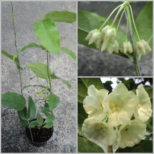 Hoya danumensis large plant for sale