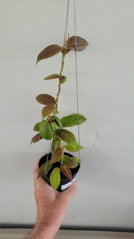 Hoya darwinii large plant