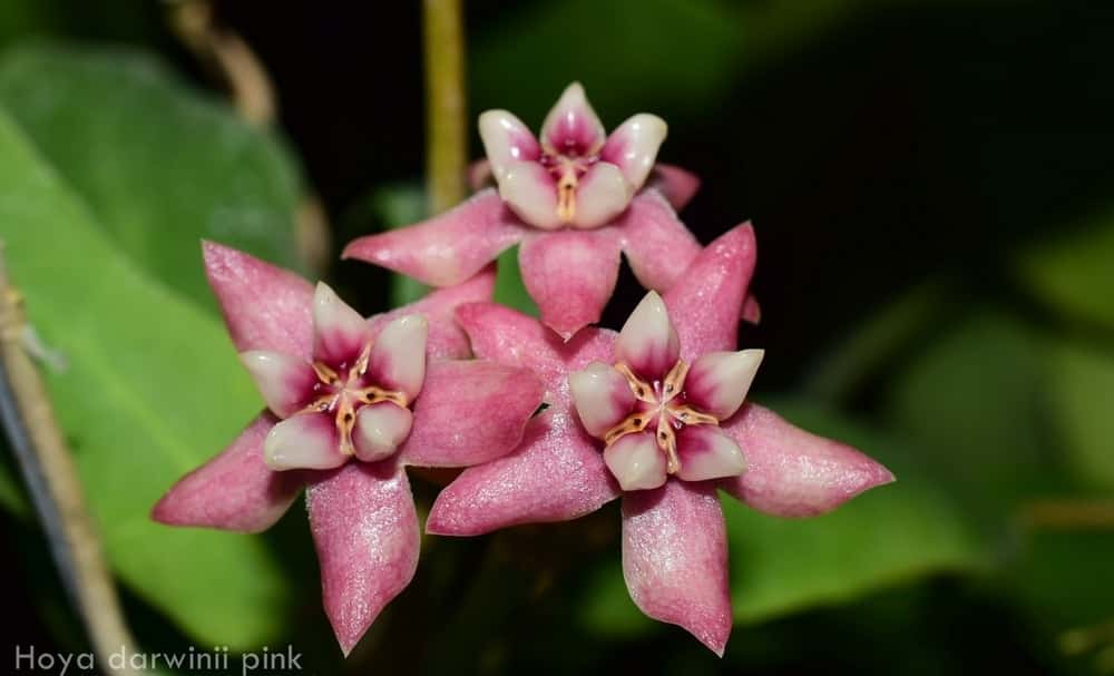 Hoya darwinii pink