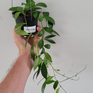 Hoya davidcummingii large plant